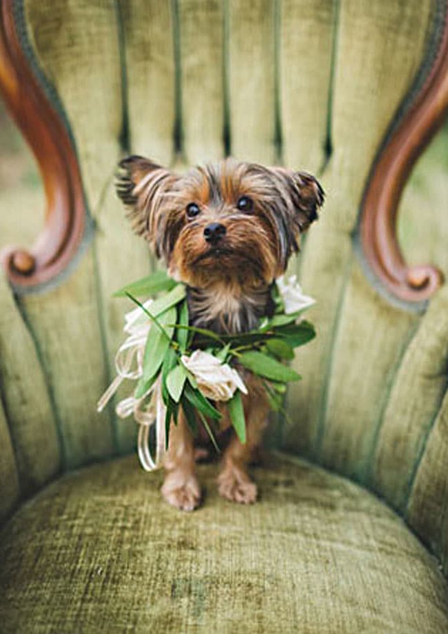 collier de fleurs chien mariage