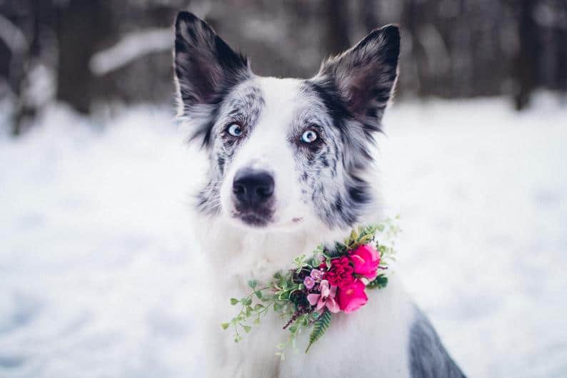 collier chien fleur mariage