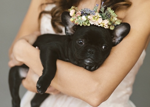 collier de fleurs chien mariage 