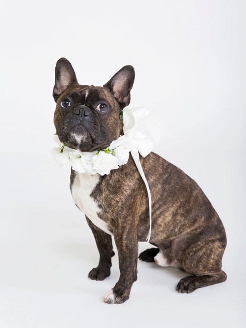 collier-de-fleurs-pour-chien-pour-mariage_2
