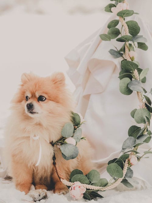 collier-de-fleurs-pour-chien-pour-mariage_3