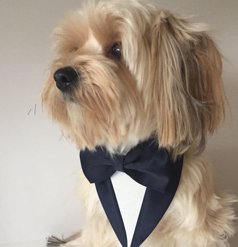 costume smoking de mariage chien 4
