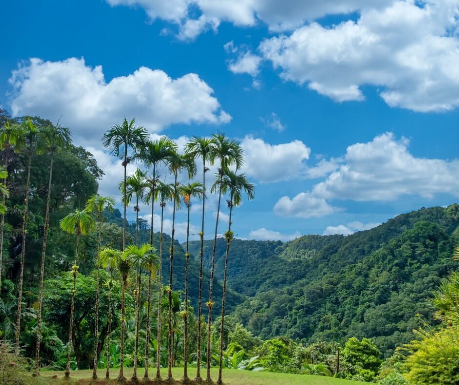 jardins de Balata en Martinique