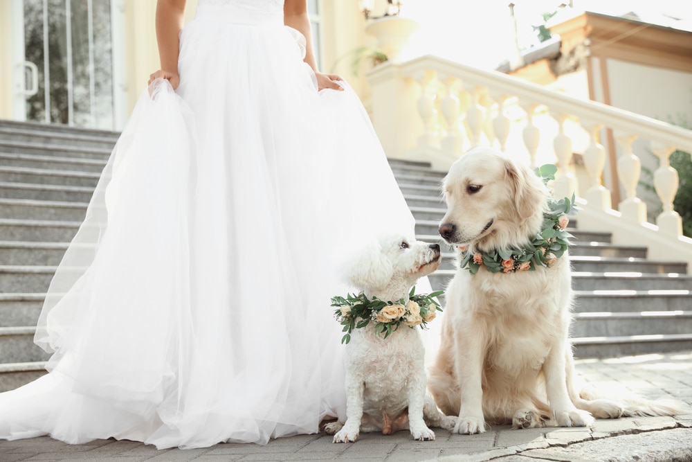 inclure animal compagnie mariage conseils