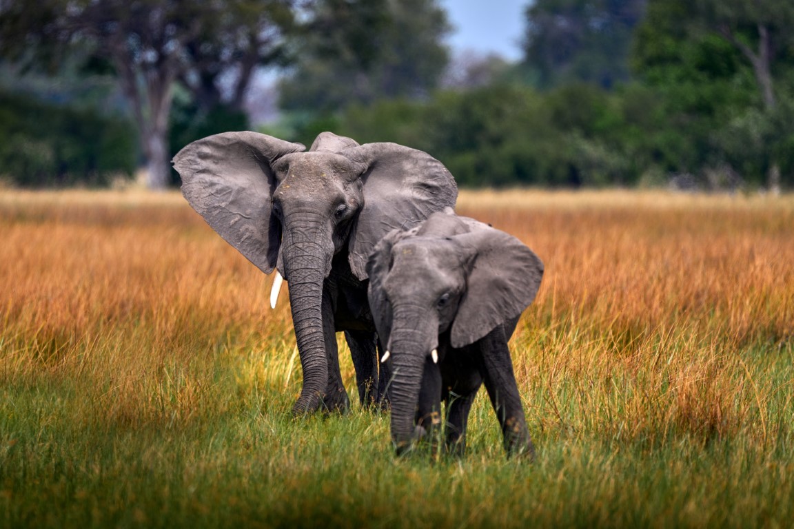 safari au Botswana